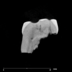 SK 21a Paranthropus robustus ULM3 internal