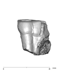 SK 21a Paranthropus robustus ULM3 lingual