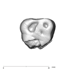 SK 21a Paranthropus robustus ULM3 occlusal