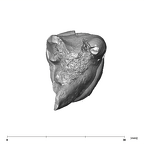 SK 22 Paranthropus robustus LRM3 apical