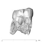 SK 22 Paranthropus robustus LRM3 buccal