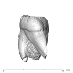 SK 22 Paranthropus robustus LRM3 distal