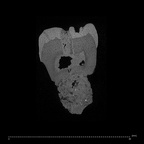 SK 22 Paranthropus robustus LRM3 internal