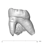 SK 22 Paranthropus robustus LRM3 lingual