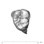 SK 22 P. robustus LRM3