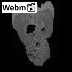 SK 22 Paranthropus robustus LRM3 ct stack movie