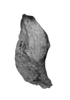SK 2381 Paranthropus robustus cranial fragment