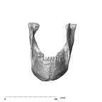 SK 23 Paranthropus robustus mandible anterior