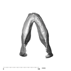 SK 23 Paranthropus robustus mandible inferior