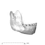 SK 23 Paranthropus robustus mandible lateral right side