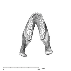 SK 23 P. robustus mandible