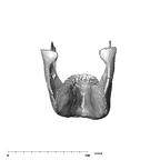 SK 23 Paranthropus robustus mandible posterior