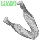 SK 23 Paranthropus robustus mandible ply