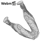 SK 23 Paranthropus robustus mandible ply movie