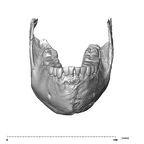SK 23 Paranthropus robustus mandible dentition anterior