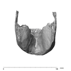 SK 23 Paranthropus robustus mandible dentition distal