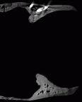 SK 23 Paranthropus robustus mandible dentition gif