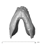 SK 23 Paranthropus robustus mandible dentition inferior