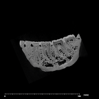 SK 23 Paranthropus robustus mandible dentition internal