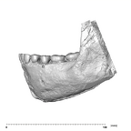 SK 23 Paranthropus robustus mandible dentition lateral left