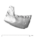 SK 23 Paranthropus robustus mandible dentition lateral right