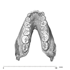SK 23 Paranthropus robustus mandible dentition occlusal
