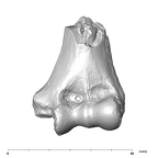 SK 24600 Paranthropus robustus left humerus anterior