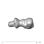SK 24600 Paranthropus robustus left humerus distal