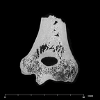 SK 24600 Paranthropus robustus left humerus internal