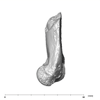 SK 24600 Paranthropus robustus left humerus lateral