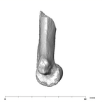 SK 24600 Paranthropus robustus left humerus medial