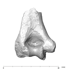 SK 24600 Paranthropus robustus left humerus posterior