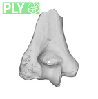 SK 24600 Paranthropus robustus left humerus ply