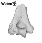 SK 24600 Paranthropus robustus left humerus ply movie