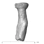 SK 24601 Paranthropus robustus left radius anterior