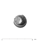 SK 24601 Paranthropus robustus left radius distal