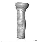 SK 24601 Paranthropus robustus left radius lateral