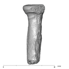 SK 24601 Paranthropus robustus left radius medial