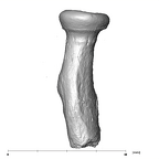 SK 24601 Paranthropus robustus left radius posterior