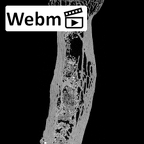 SK 24601 Paranthropus robustus left radius ct stack movie