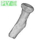 SK 24601 Paranthropus robustus left radius ply