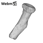 SK 24601 Paranthropus robustus left radius ply movie