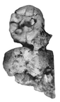 SK 24626 Paranthropus robustus partial left hemimandible