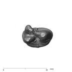 SK 24 Paranthropus robustus ULP3 apical