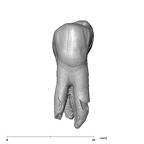 SK 24 Paranthropus robustus ULP3 buccal