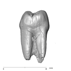 SK 24 Paranthropus robustus ULP3 distal