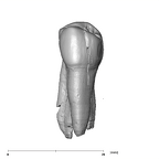 SK 24 Paranthropus robustus ULP3 lingual