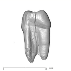 SK 24 Paranthropus robustus ULP3 mesial