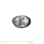 SK 24 P. robustus ULP3