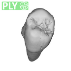 SK 24 Paranthropus robustus ULP3 ply
